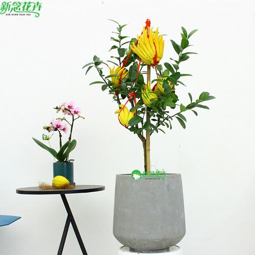 上海同城 佛手盆栽礼品花卉室内办公室绿植金佛手盆景年宵花植物