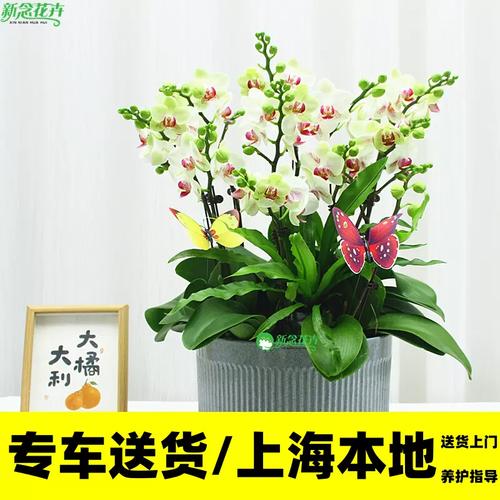 蝶舞兰香，礼遇非凡——蝴蝶兰盆栽，点亮生活每一刻